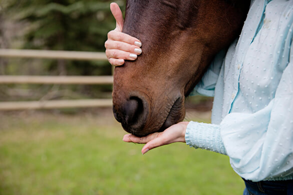 close up of horse muzzle